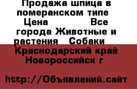 Продажа шпица в померанском типе › Цена ­ 20 000 - Все города Животные и растения » Собаки   . Краснодарский край,Новороссийск г.